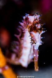 Eye of Thorny Seahorse. by Daisuke Kurashima 